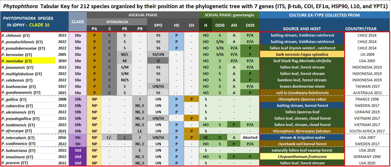    Phytophthora  spp. in subclade 10a:  Morphological Tabular key (PDF) and Tabular key legends (PDF) in IDphy2 KEY SECTION. Notice the data of   P. morindae  Ex-type CBS 121982 = Samp;T BL 49G . Gloria Abad, USDA Samp;T.
